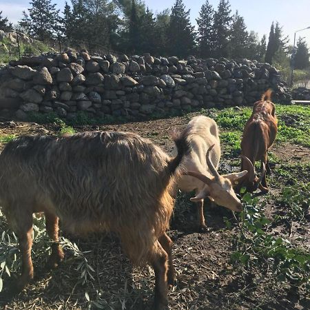 Suite Truck- Natura Eco Farm Eksteriør billede