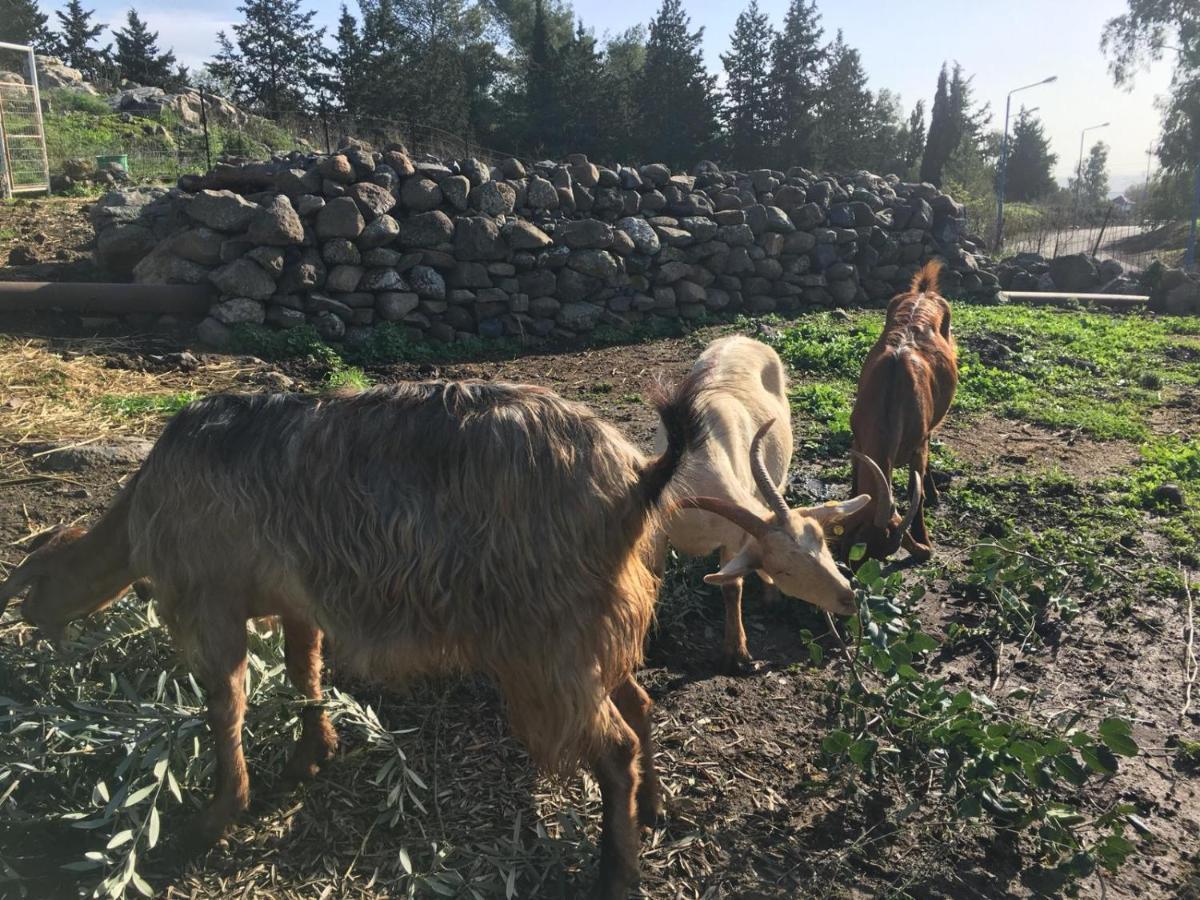Suite Truck- Natura Eco Farm Eksteriør billede